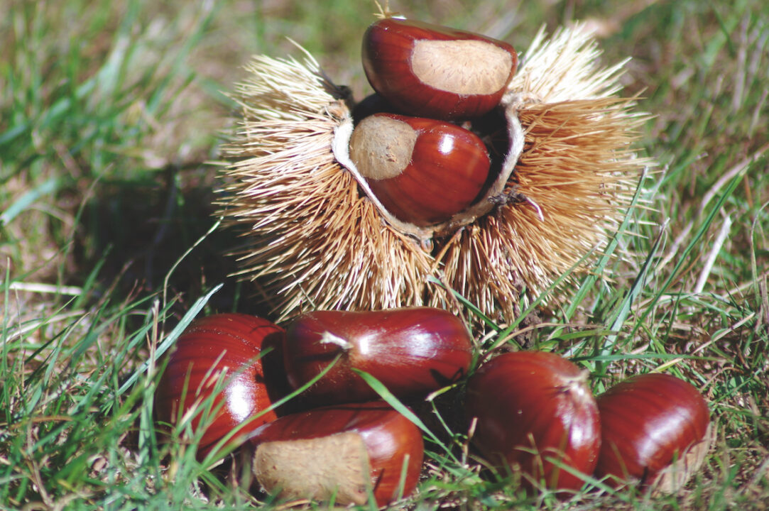 thumbnail Castanea