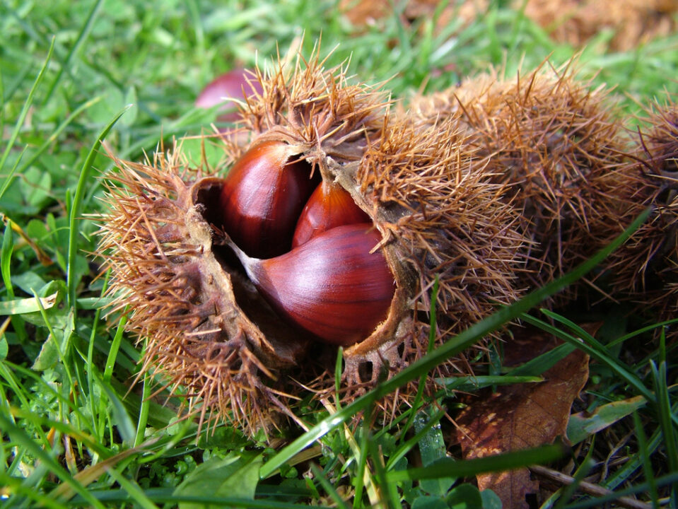 thumbnail Castanea – Apertura della manifestazione