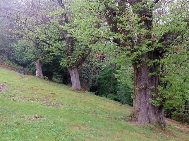 thumbnail Passeggiata nei Castagneti