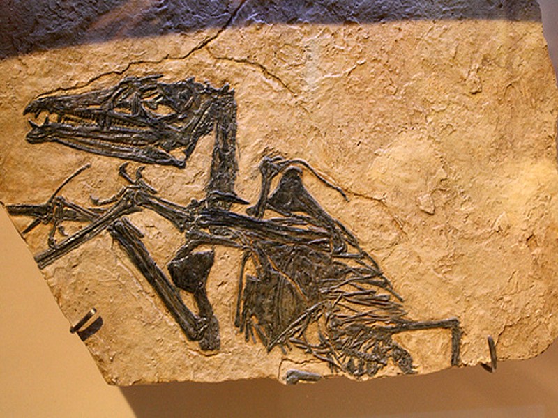 thumbnail Cene e il Parco Paleontologico
