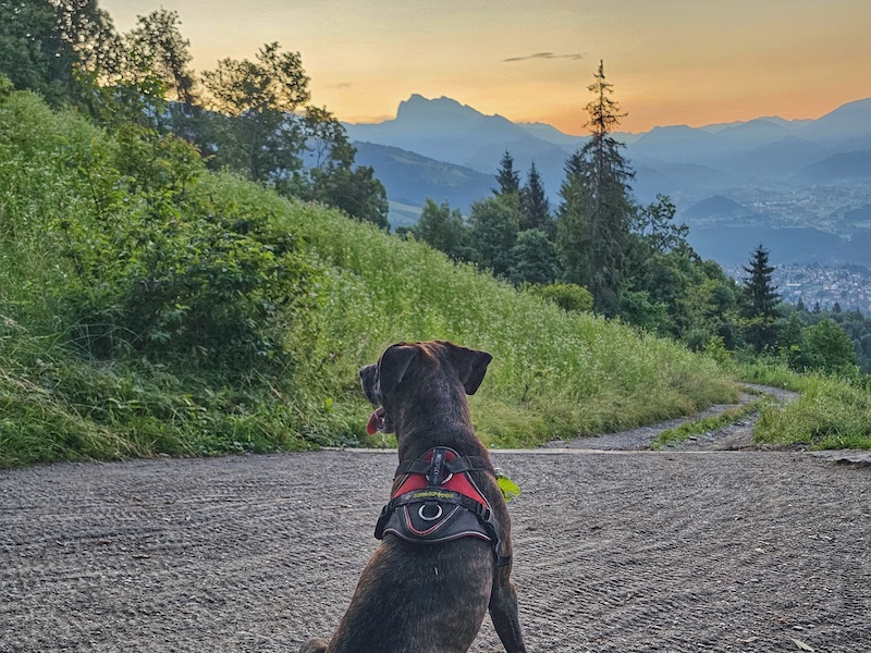 thumbnail A tutto naso – Dog Weekend