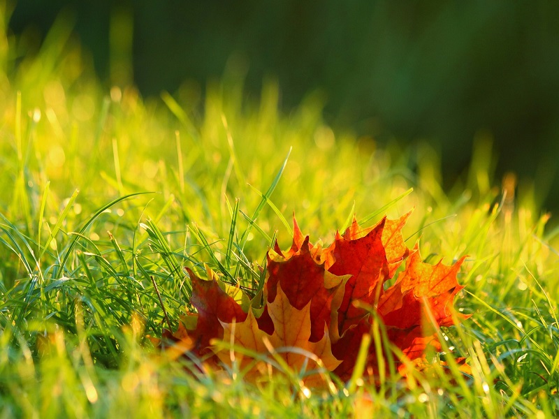 thumbnail Autumn Party
