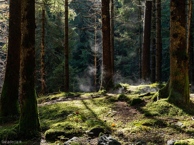thumbnail La cura del bosco, il bosco come cura