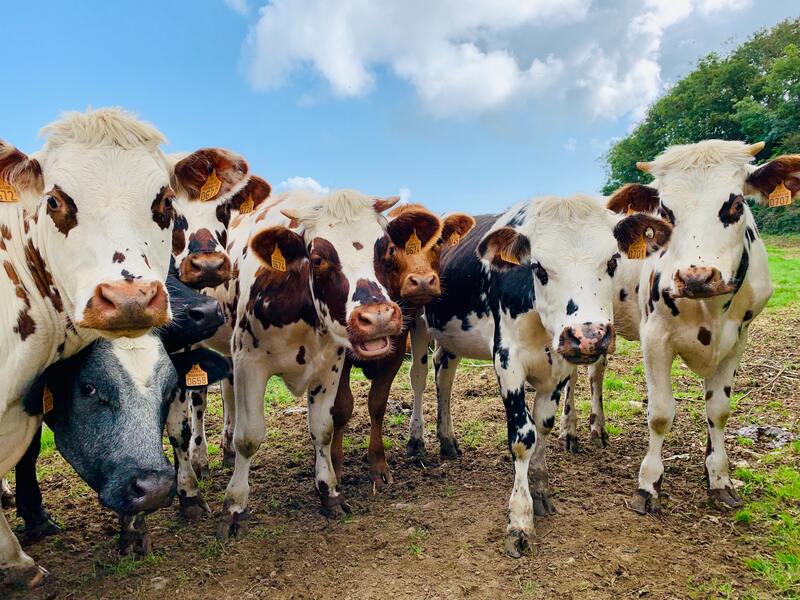 thumbnail Fiera del Bestiame e dell’Agricoltura Scalvina