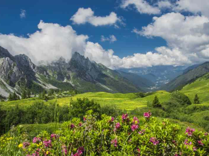 thumbnail Camminata guidata alla scoperta delle fioriture ai Campelli