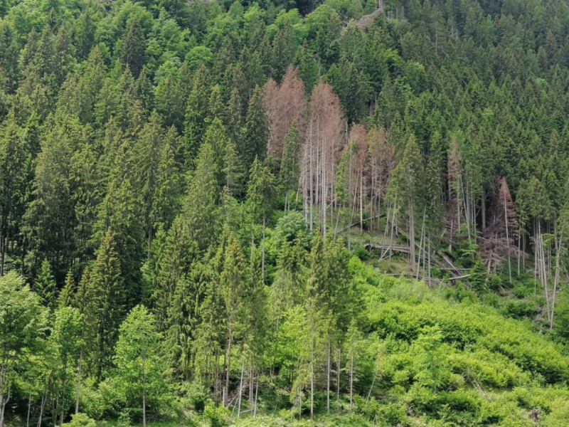 thumbnail “Il grande Sentiero” all’Arboreto Alpino Gleno