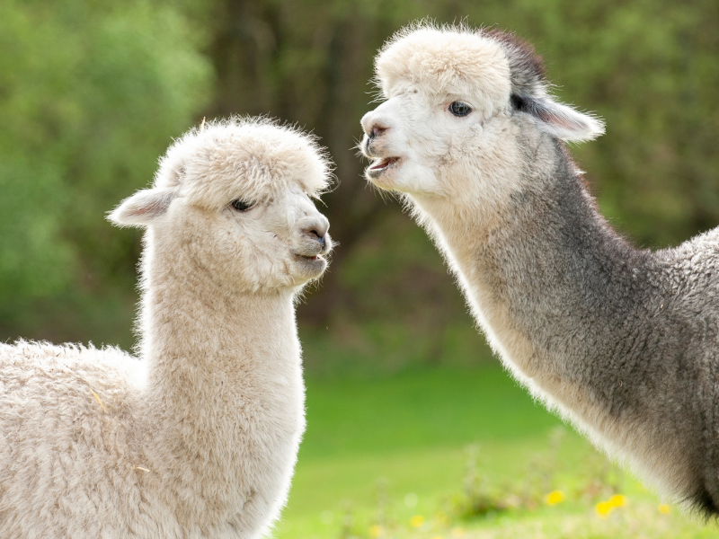 thumbnail Un pomeriggio con gli Alpaca de Pulgiù