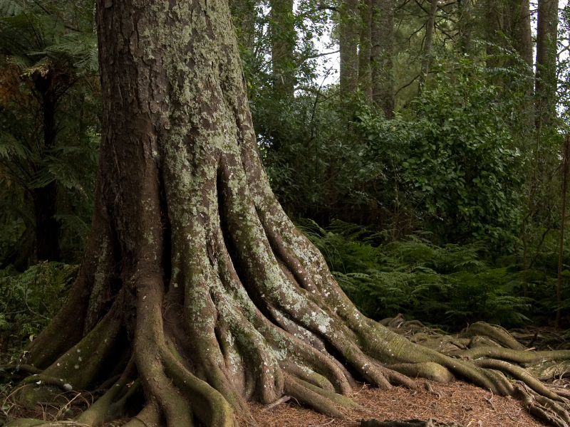 thumbnail I tronchi fossili, la foresta travolta e conservata dai ghiacciai