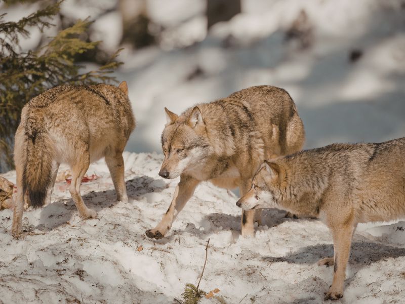 thumbnail Il ritorno del lupo in provincia di Bergamo