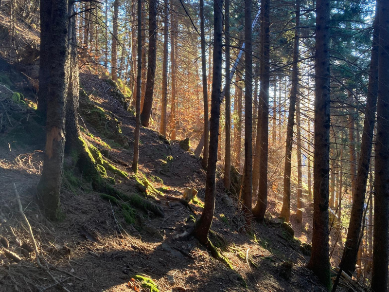 thumbnail TUTUS IN SILVIS. “Riflessi di paesaggio: natura e ispirazione”
