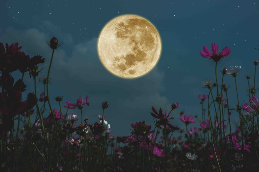 thumbnail Camminata con la Luna piena dei fiori al Farno