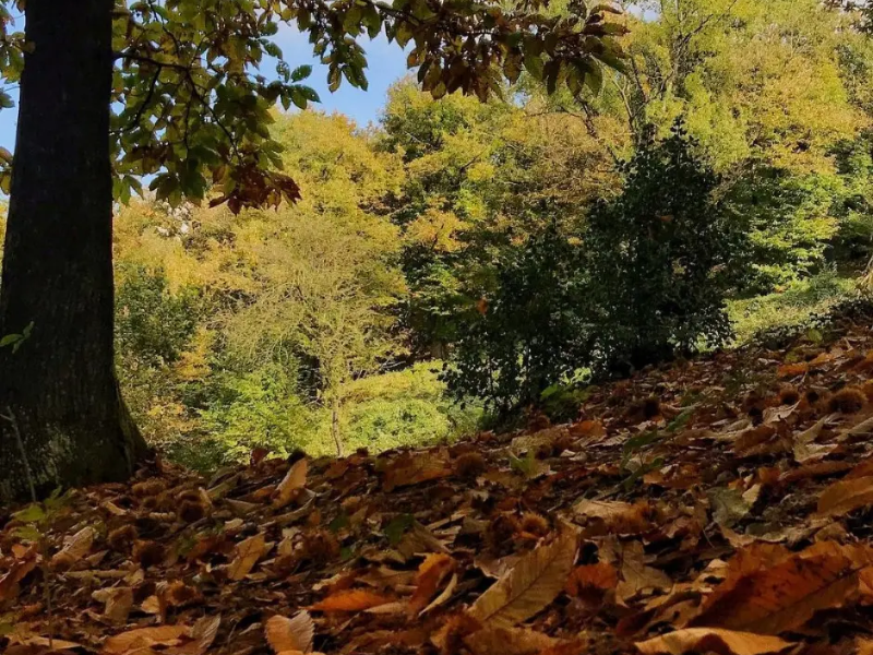 thumbnail Incontro “Il mondo della castagna”