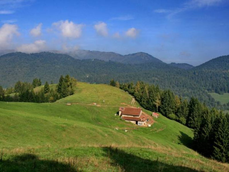 thumbnail Camminata “Respiro nel Bosco”