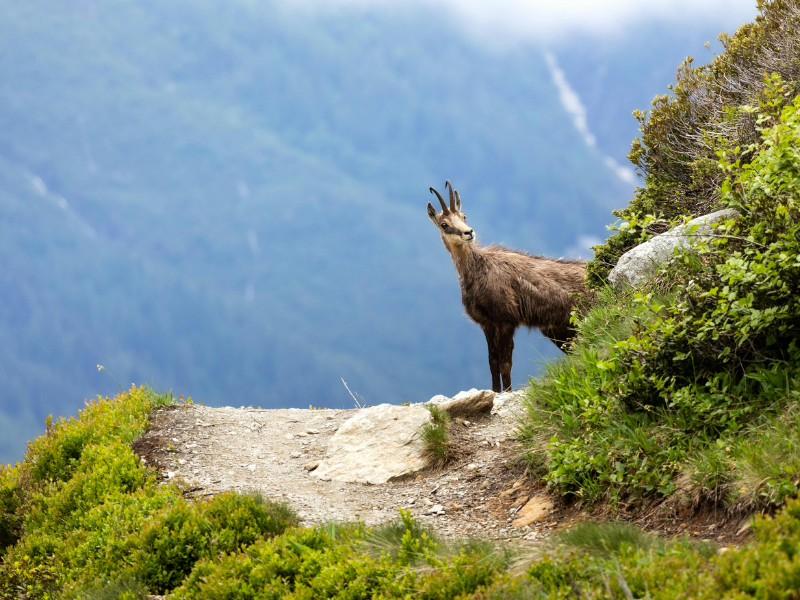 thumbnail Settimane della Montagna, 6ª giornata