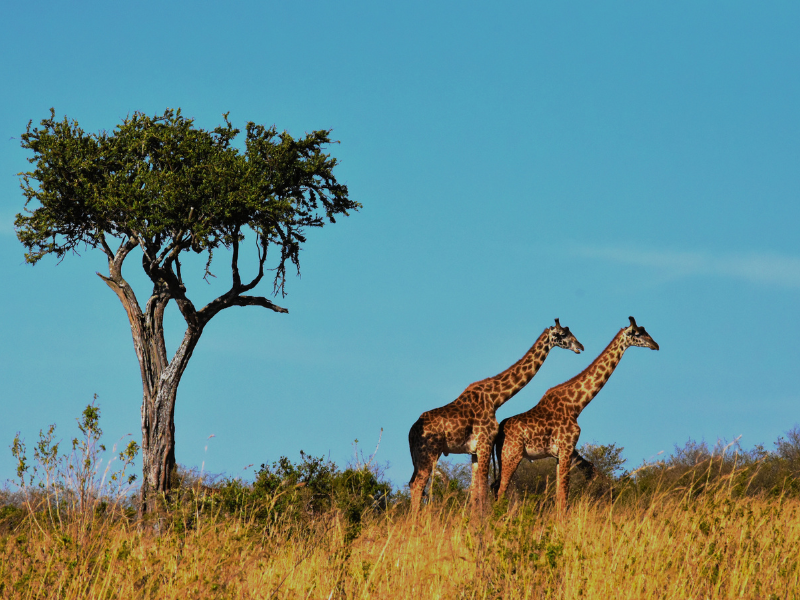 thumbnail Incontro: Sguardo sull’Africa