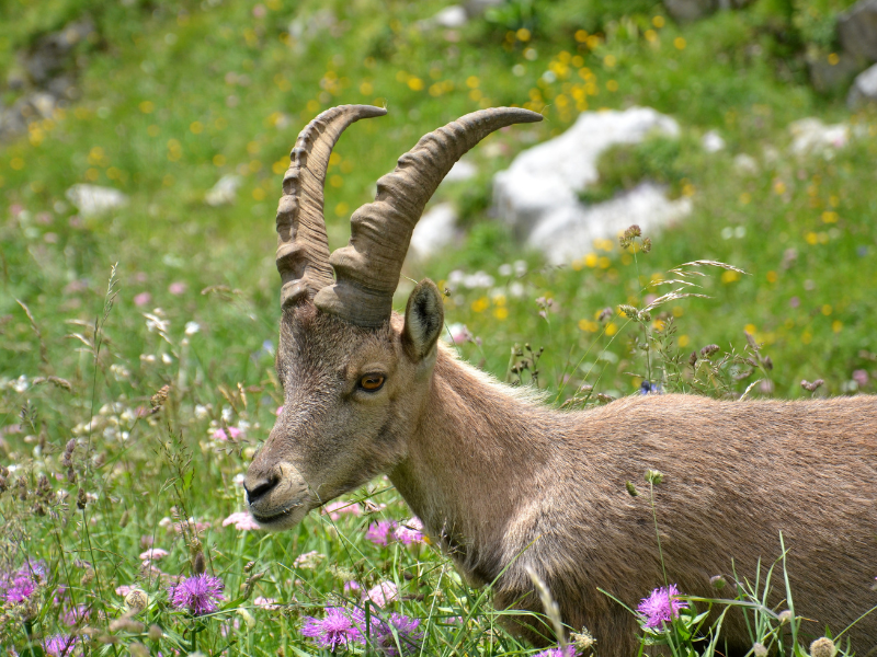thumbnail Incontro: L’uomo e le altre specie in un ambiente che cambia