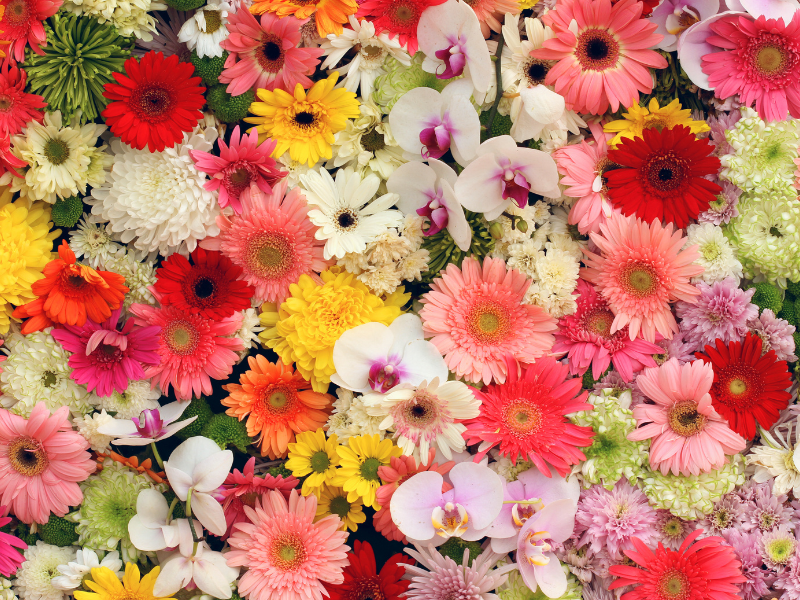 thumbnail Casale in fiore