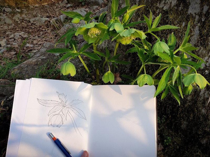 thumbnail Corso di disegno di fiori di montagna