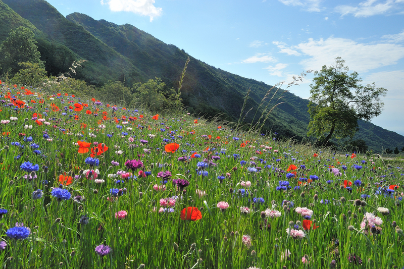 thumbnail Film di montagna