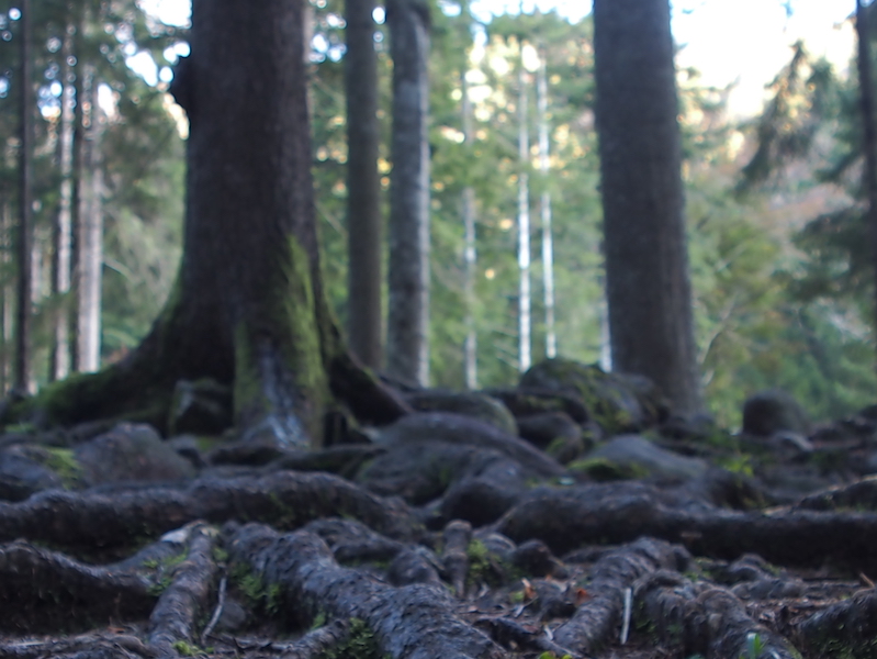 thumbnail Mostra fotografica “Le venature del legno: natura, arte, vita”