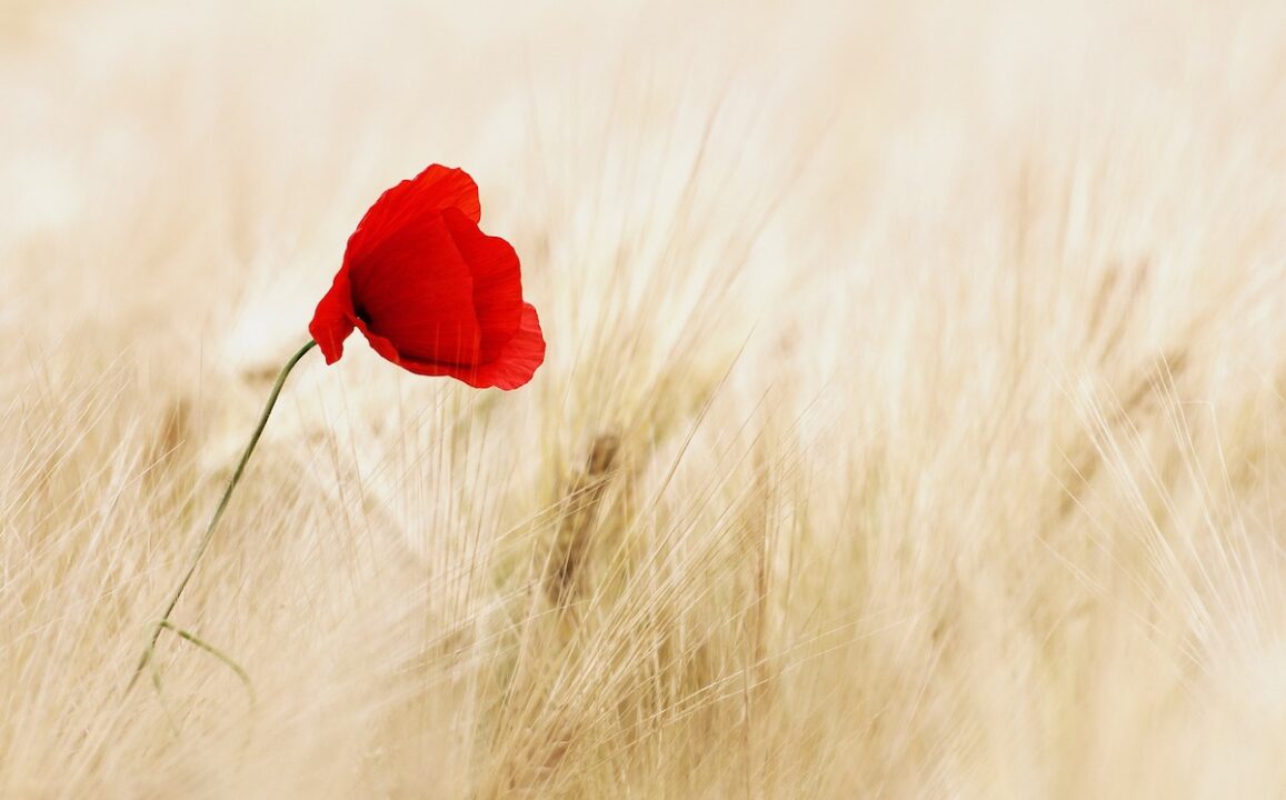 thumbnail Nemmeno con un fiore… a sostegno della Giornata Internazionale contro la violenza sulle donne