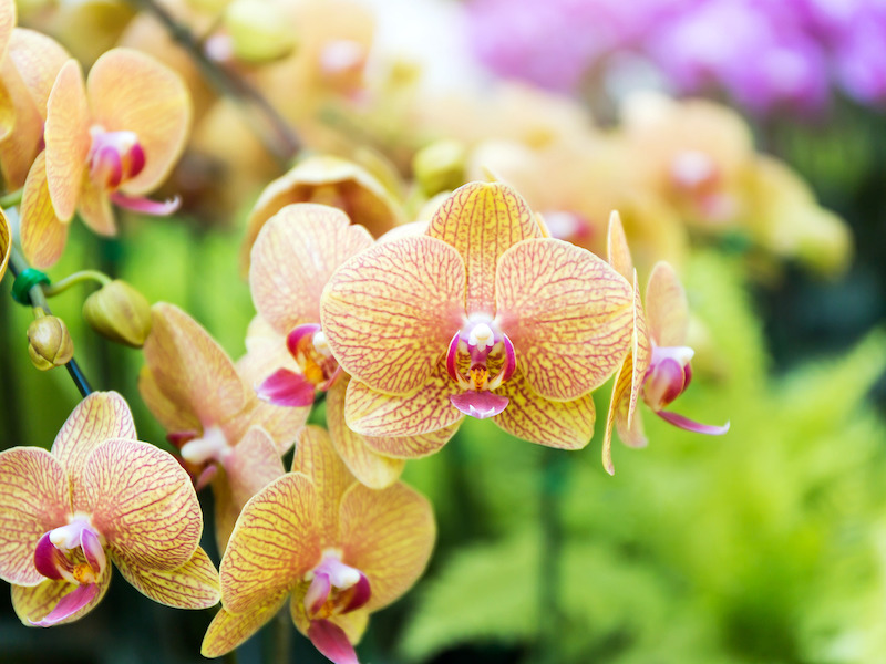 thumbnail Passeggiate botaniche in collina: Le orchidee spontanee