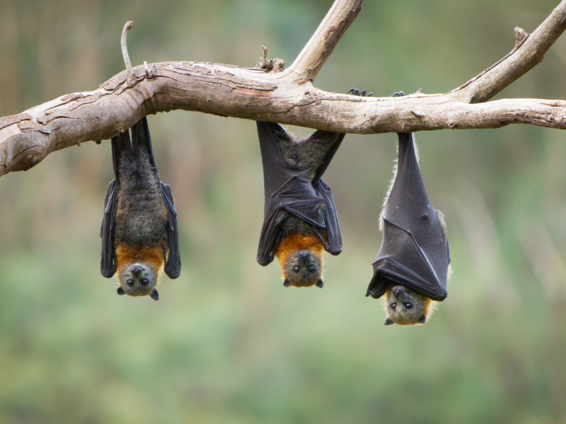 thumbnail Bat Night al Parco