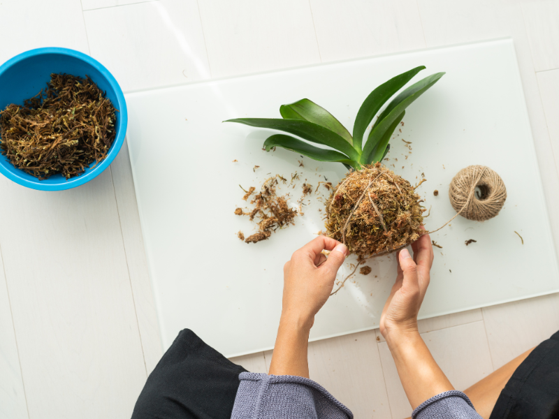 thumbnail Workshop Kokedama